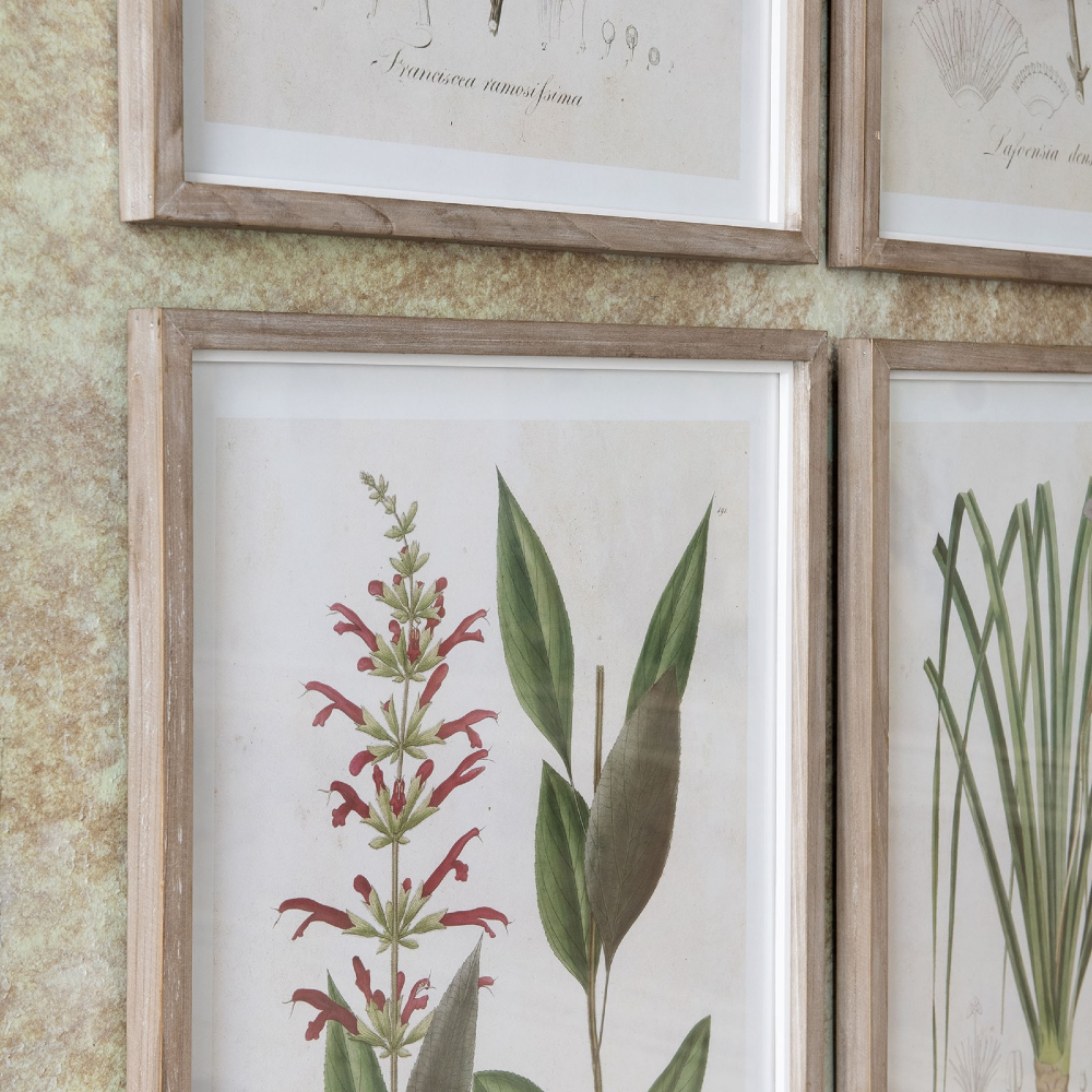 Ormington Set of Six Wildflower Framed Prints