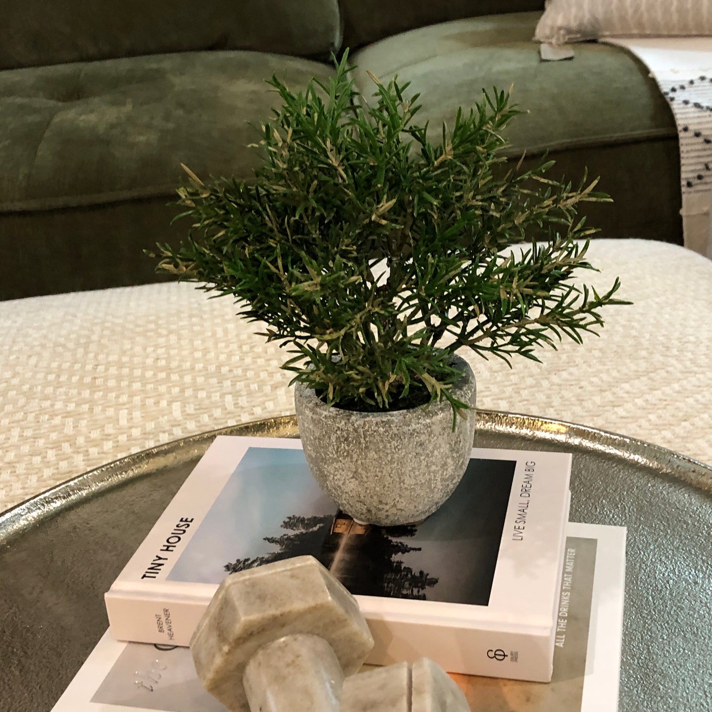 Small Rosemary Bush in Clay Pot 21cm