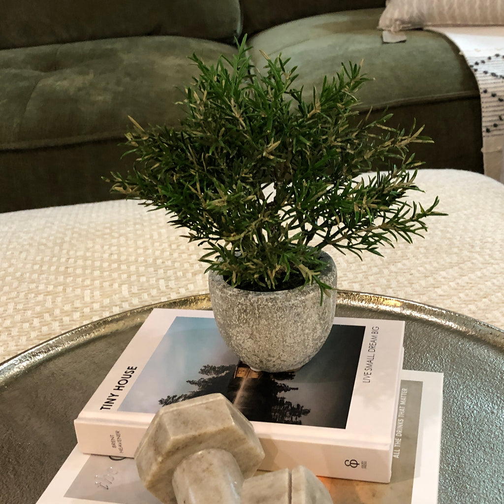 Small Rosemary Bush in Clay Pot 21cm