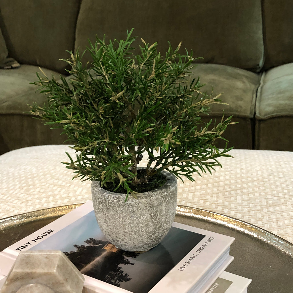 Small Rosemary Bush in Clay Pot 21cm B