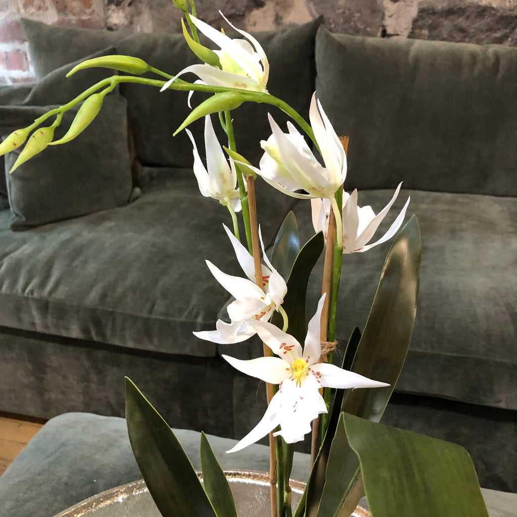 Spider Orchid with Moss in Glass Pot 49cm B