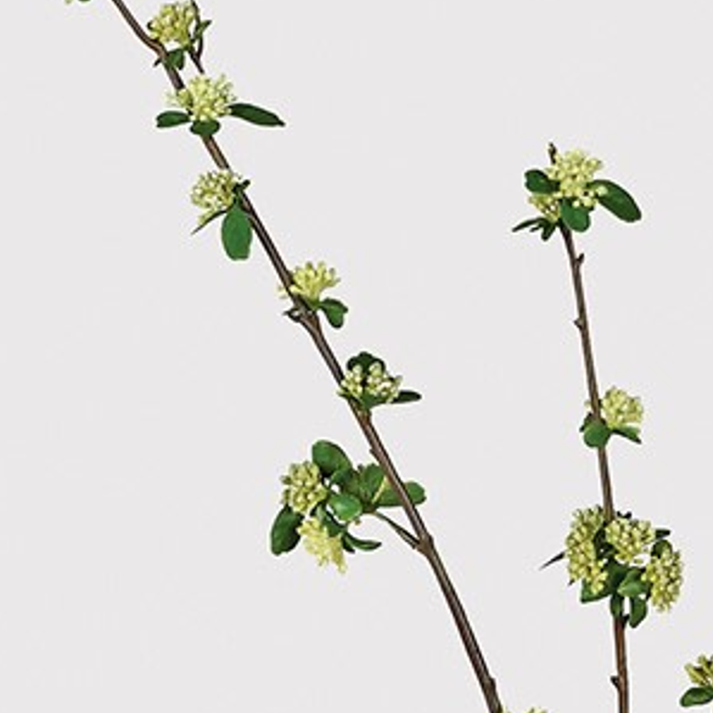 Tall Skimmia Stem 130cm B