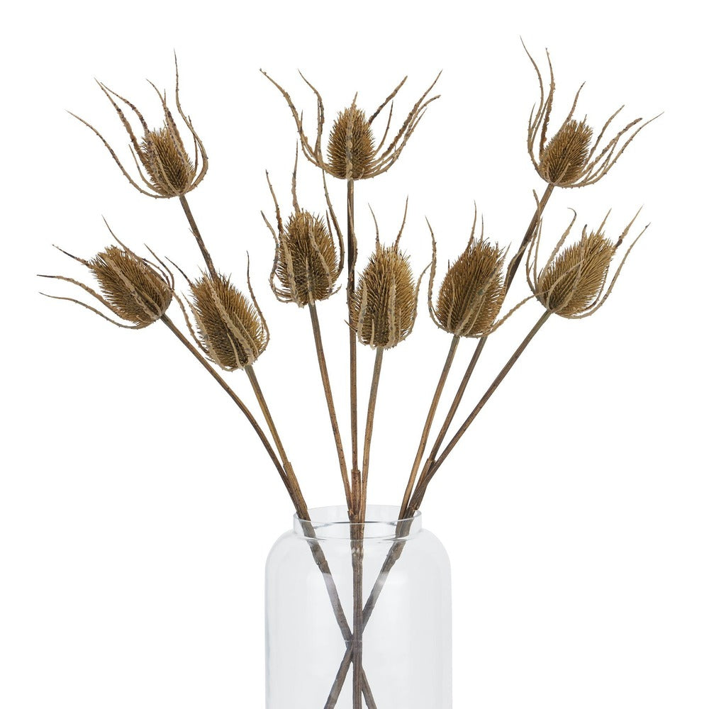 Teasel Bundle 85cm B
