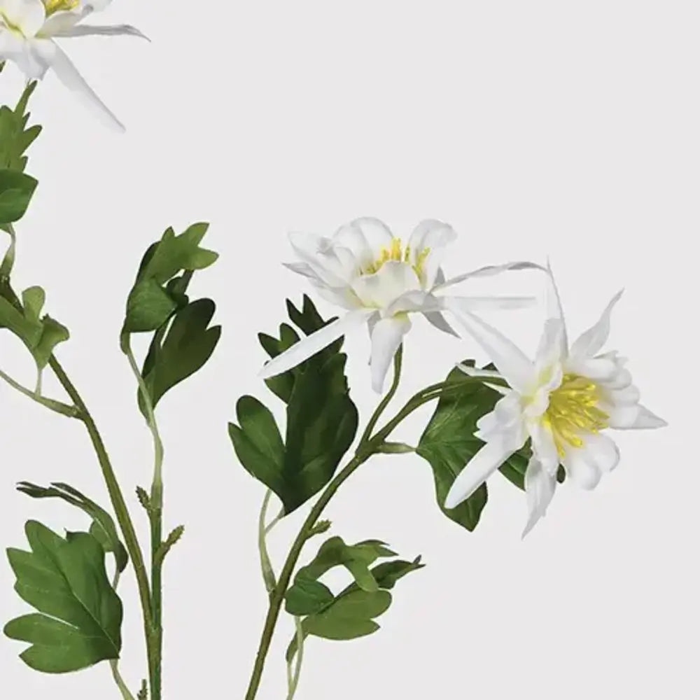 White Aquilegia Spray with Leaves 68cm F