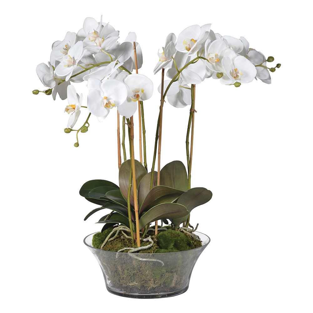 White Orchid Phalaenopsis Plants with Moss in Shallow Glass
