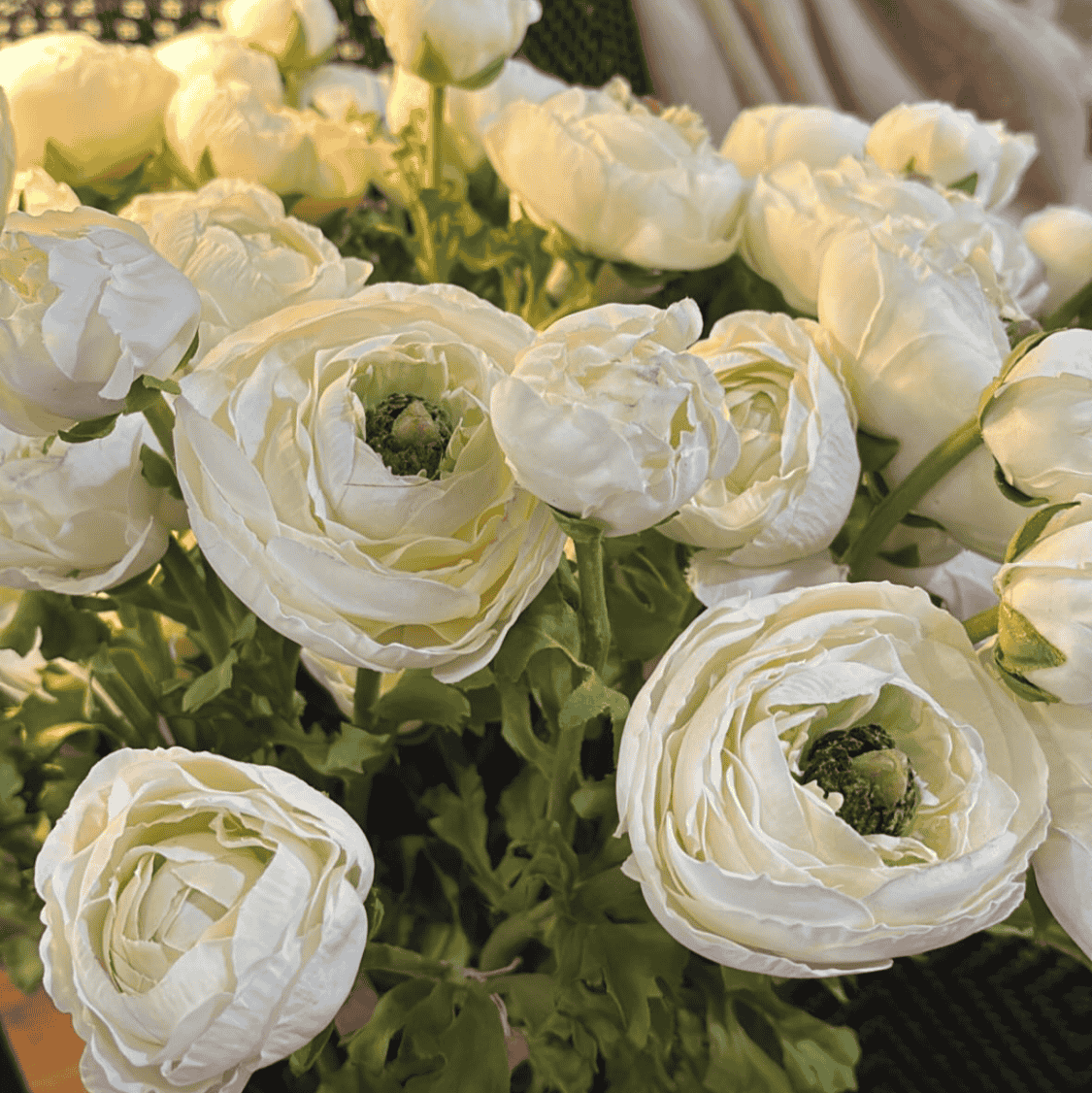 White Real Feel Ranunculus with Leaves