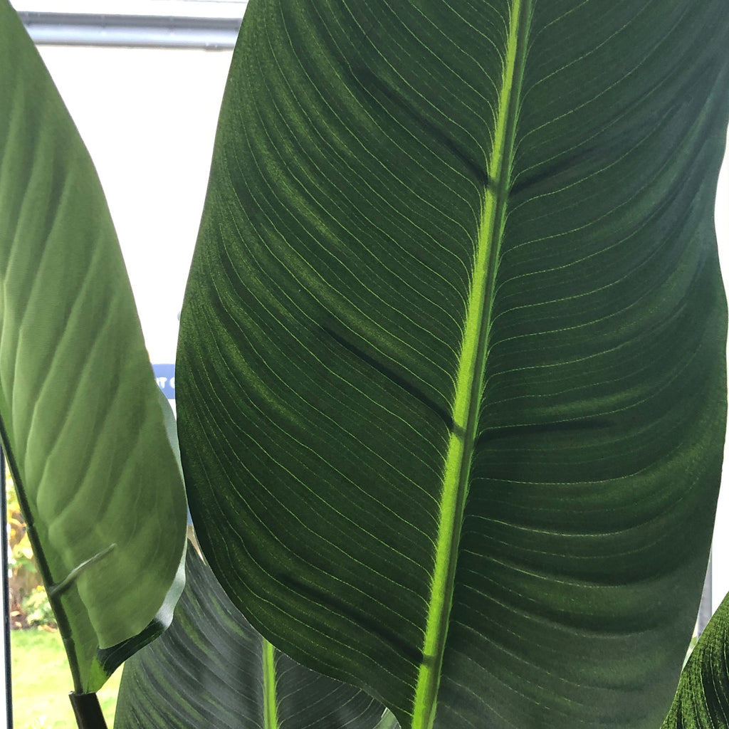 Wild Banana Palm Tree in Black Plastic Pot 190cm D