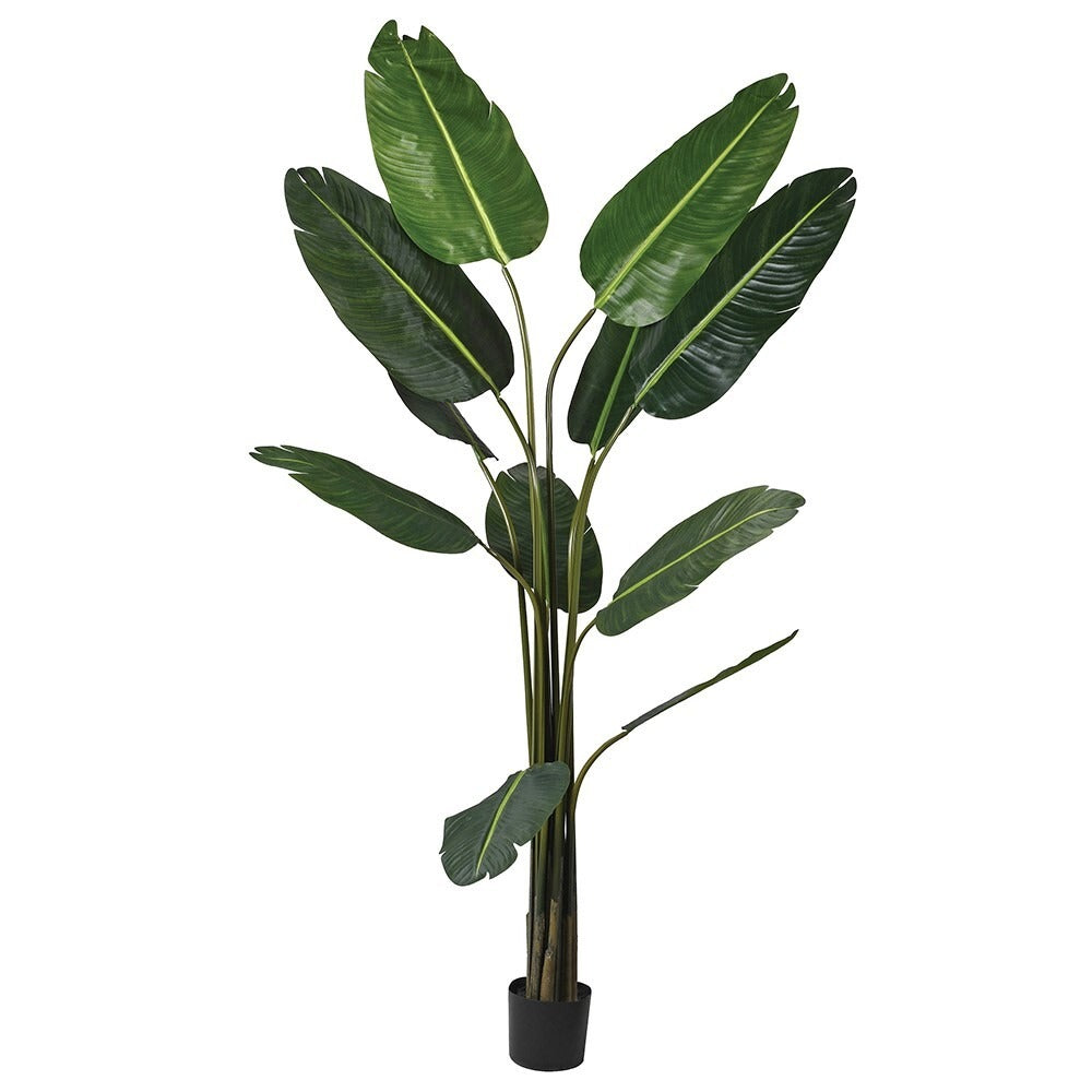 Wild Banana Palm Tree in Black Plastic Pot 190cm | Annie Mo's E