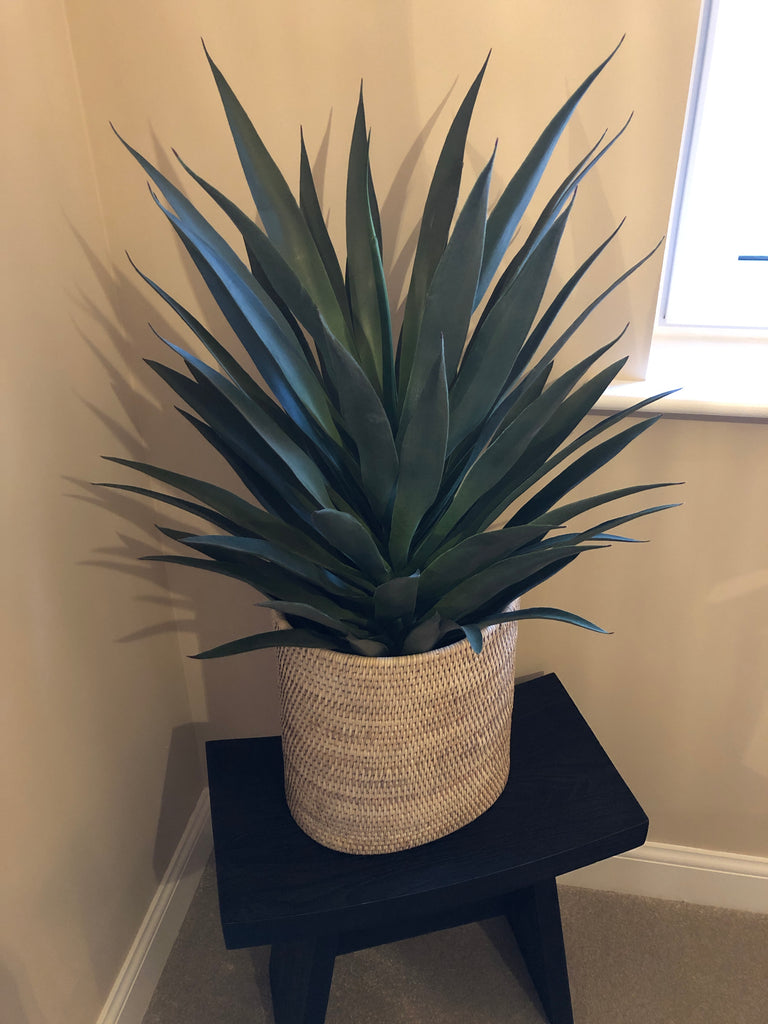 Yucca Plant in Black Plastic Pot 75cm E