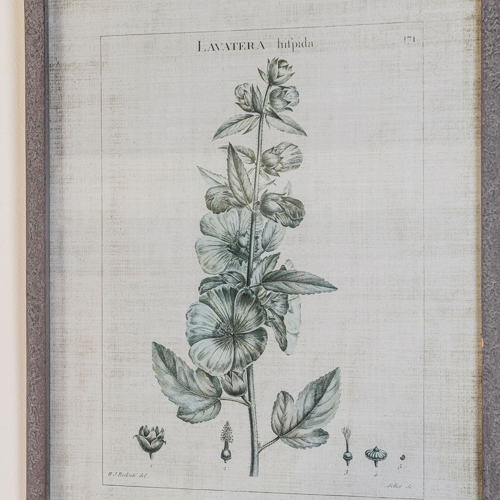 Ashmore Set of Two Lavatera Framed Prints 70cm