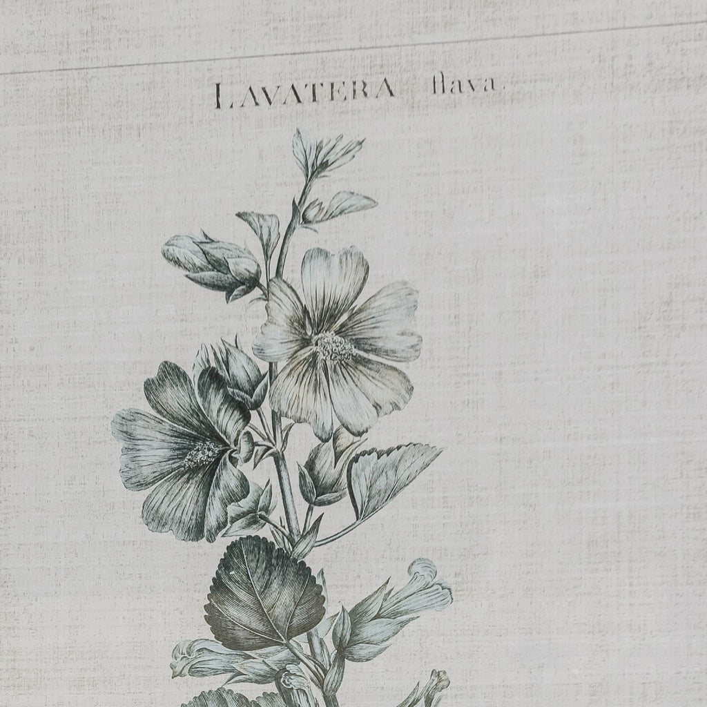 Ashmore Set of Two Lavatera Framed Prints 70cm