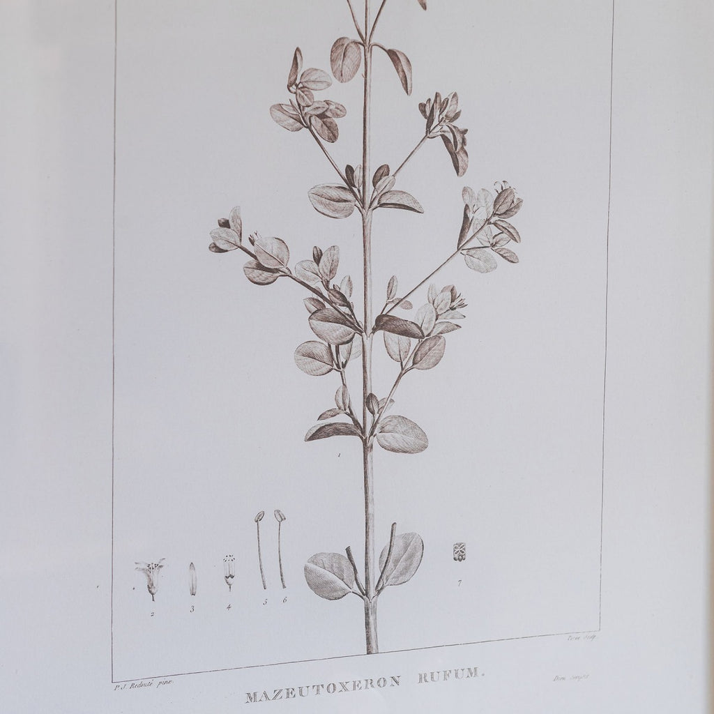 Ashmore Set of Two Rufum and Chilli Framed Prints 73.5cm