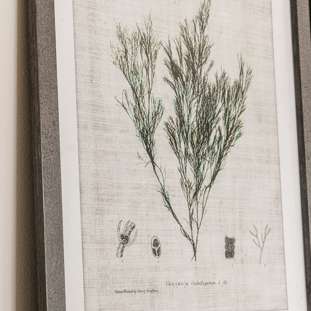 Ormington Set of Three Botanical Framed Prints