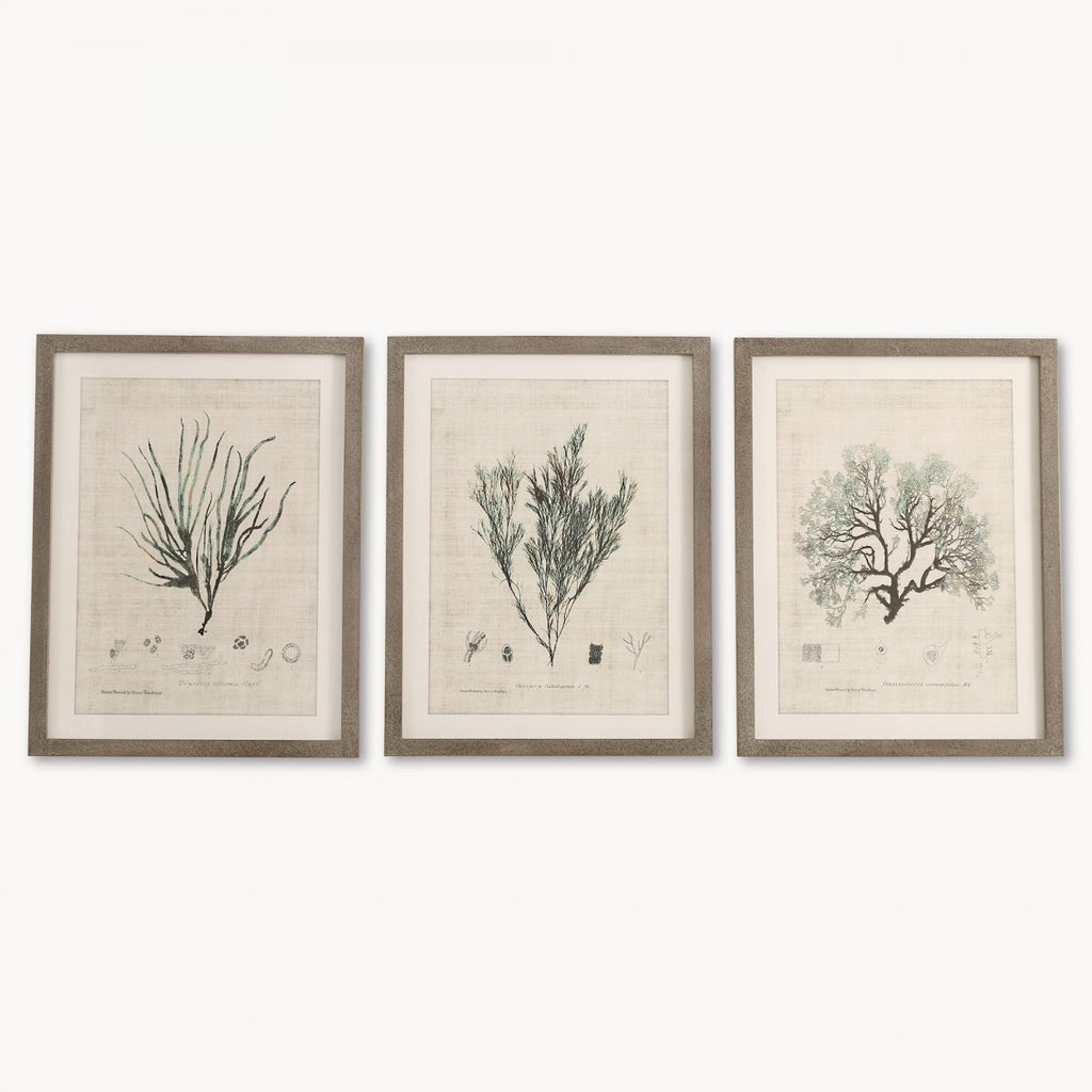 Ormington Set of Three Botanical Framed Prints