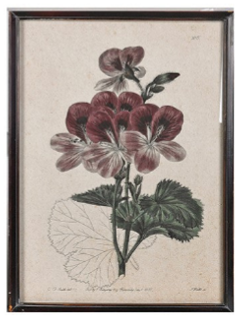 Geranium Studies Framed Prints 60cm - Style Choice