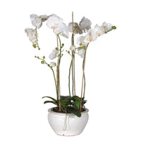 White Orchid Phalaenopsis Plants in White and Cream Glazed Bowl 78cm
