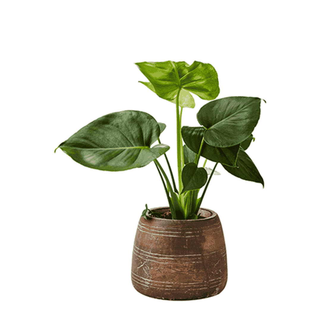 Antiqued Brown Terracotta Vase 14cm-B