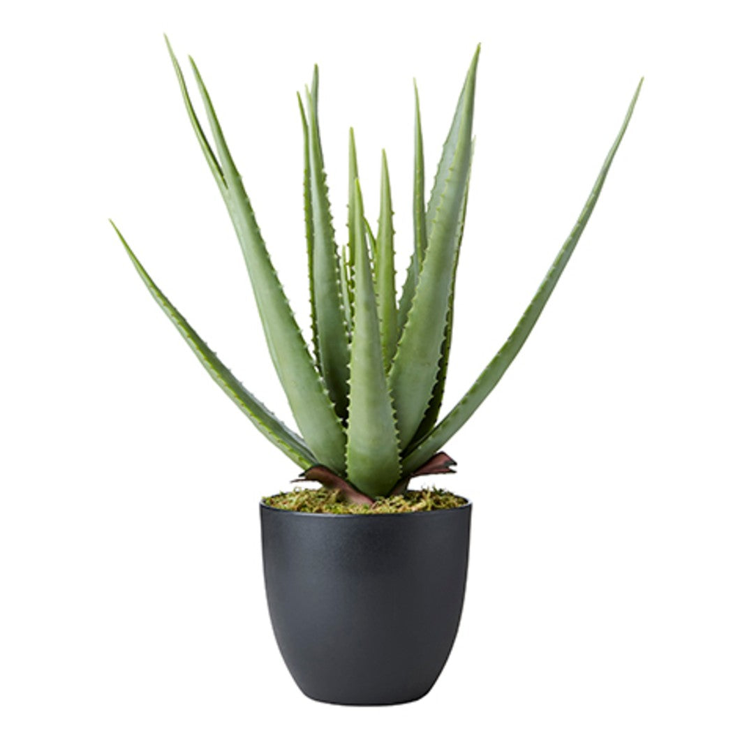 Faux Potted Aloe Plant 58cm | Annie Mo's