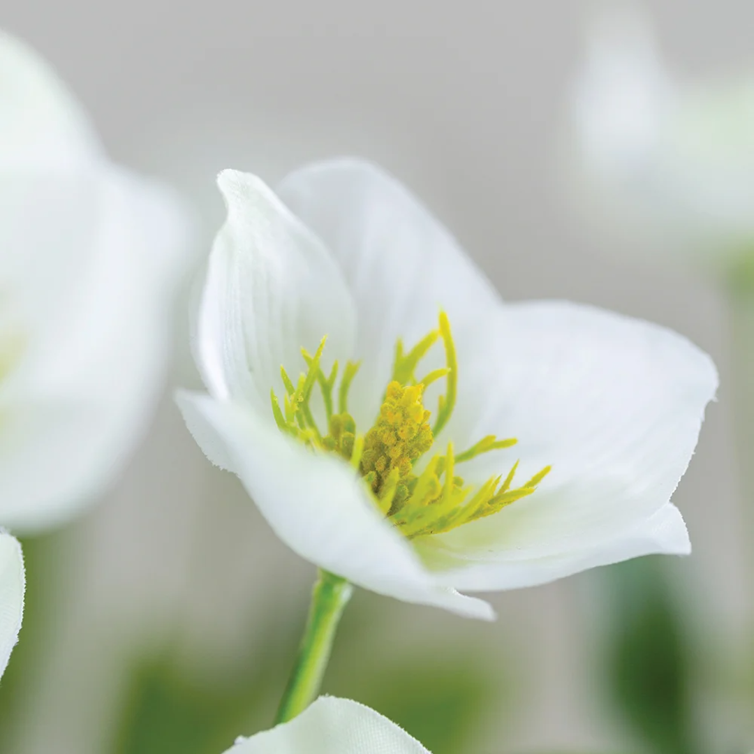 Hellebore White 62cm