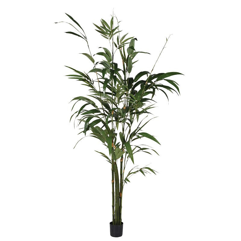 Large Green Bamboo Palm Tree In Small Black Plastic Pot | Annie Mo's