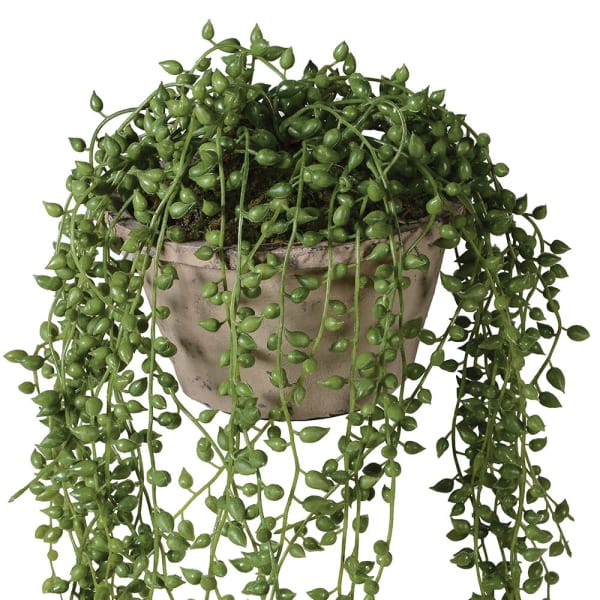 Potted Purple Angel Vine 60cm B