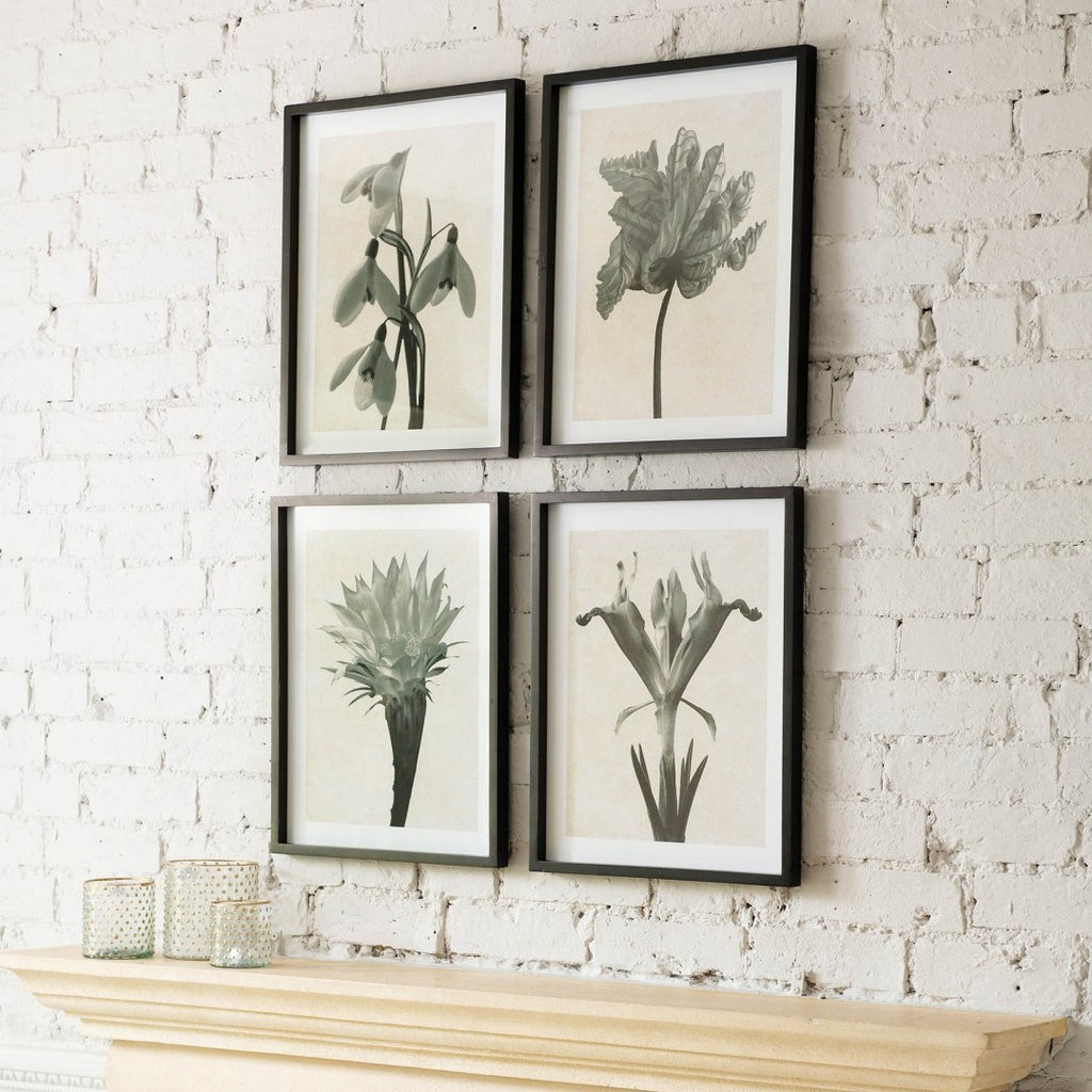 Ormington Set of 4 Flowering Bulb Framed Prints 50cm