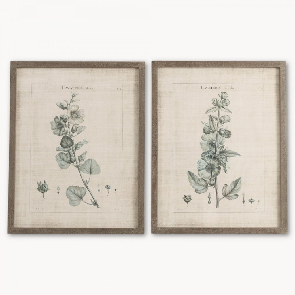 Set of Two Framed Lavatera Prints 75cm | Annie Mo's