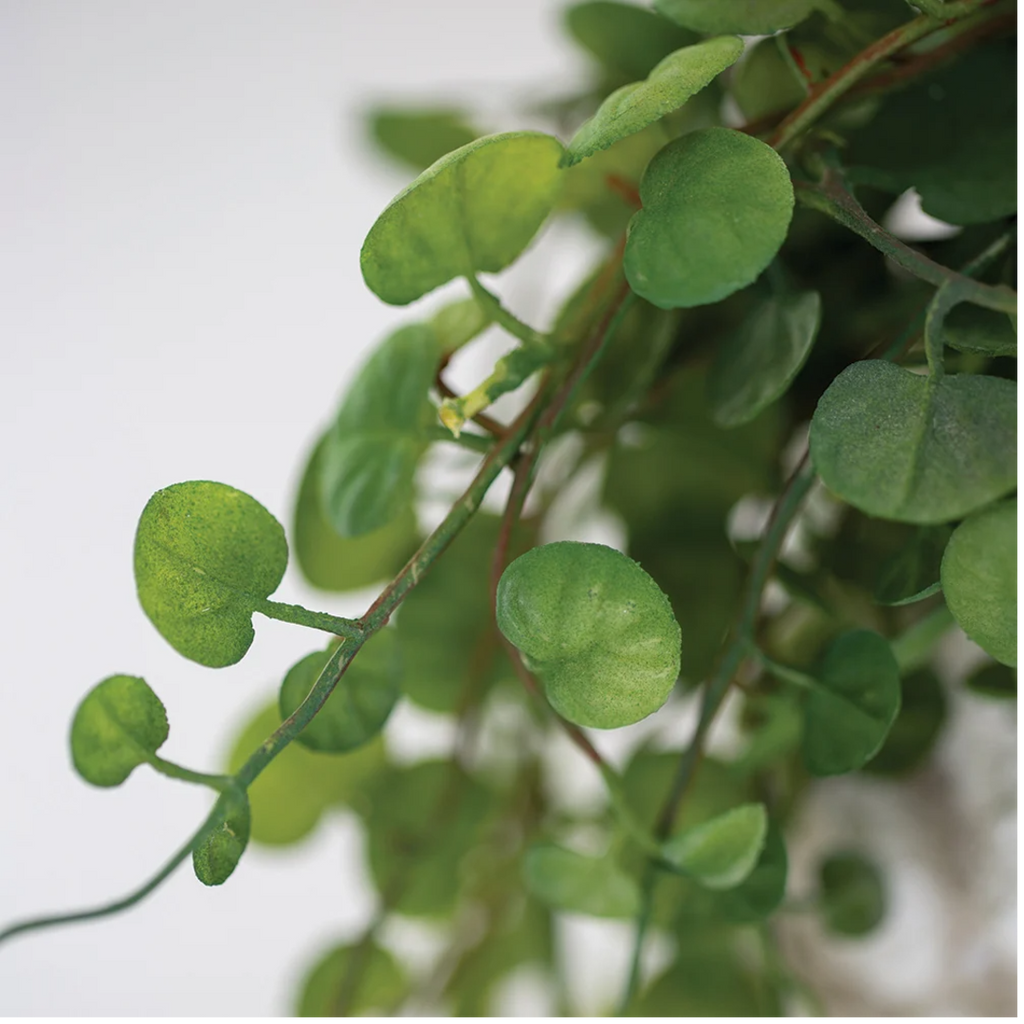 String of Hearts in Pot 56cm