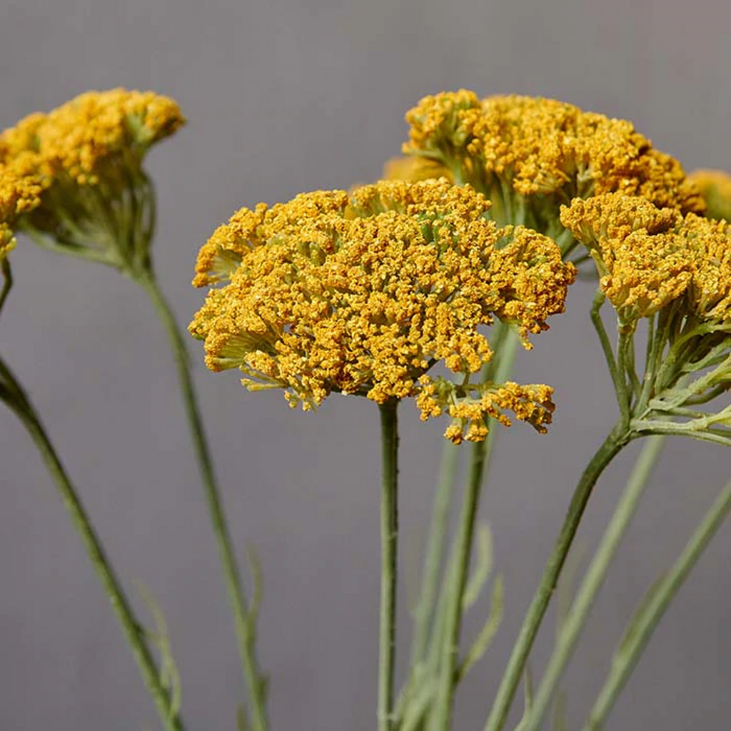 Yellow Yarrow Stem 72cm