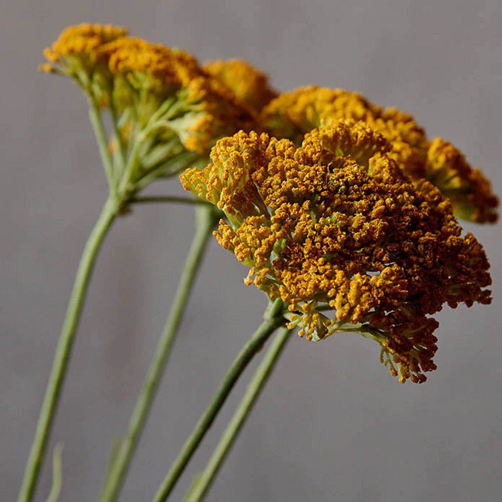 Yellow Yarrow Stem 72cm