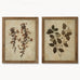 Brookby Set Of Two Leaf Prints in Wooden Frame 53.8cm