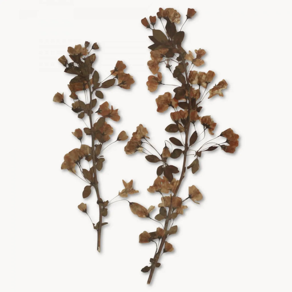 Brookby Set Of Two Leaf Prints in Wooden Frame 53.8cm