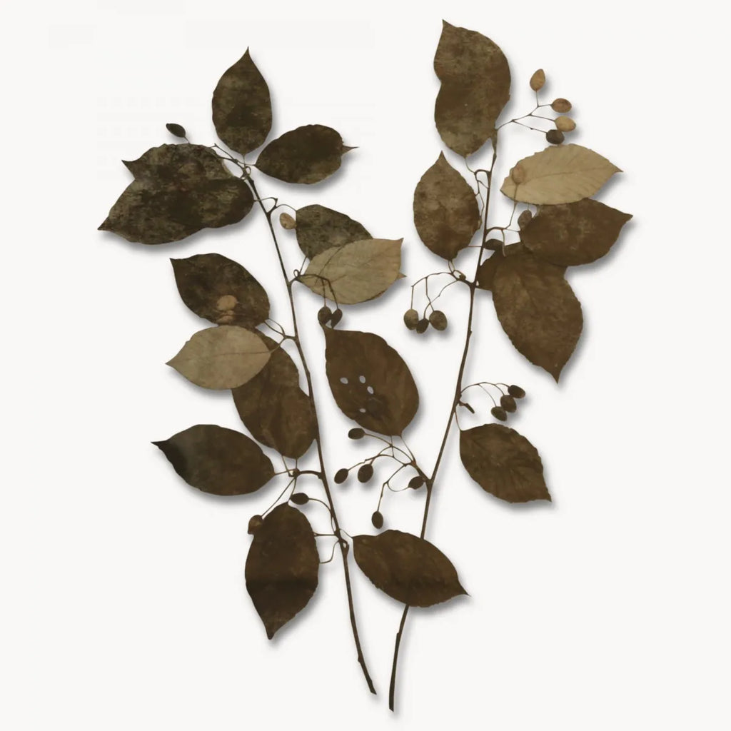 Brookby Set Of Two Leaf Prints in Wooden Frame 53.8cm