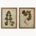Set of Two Cream Framed Leaf Prints - Set One