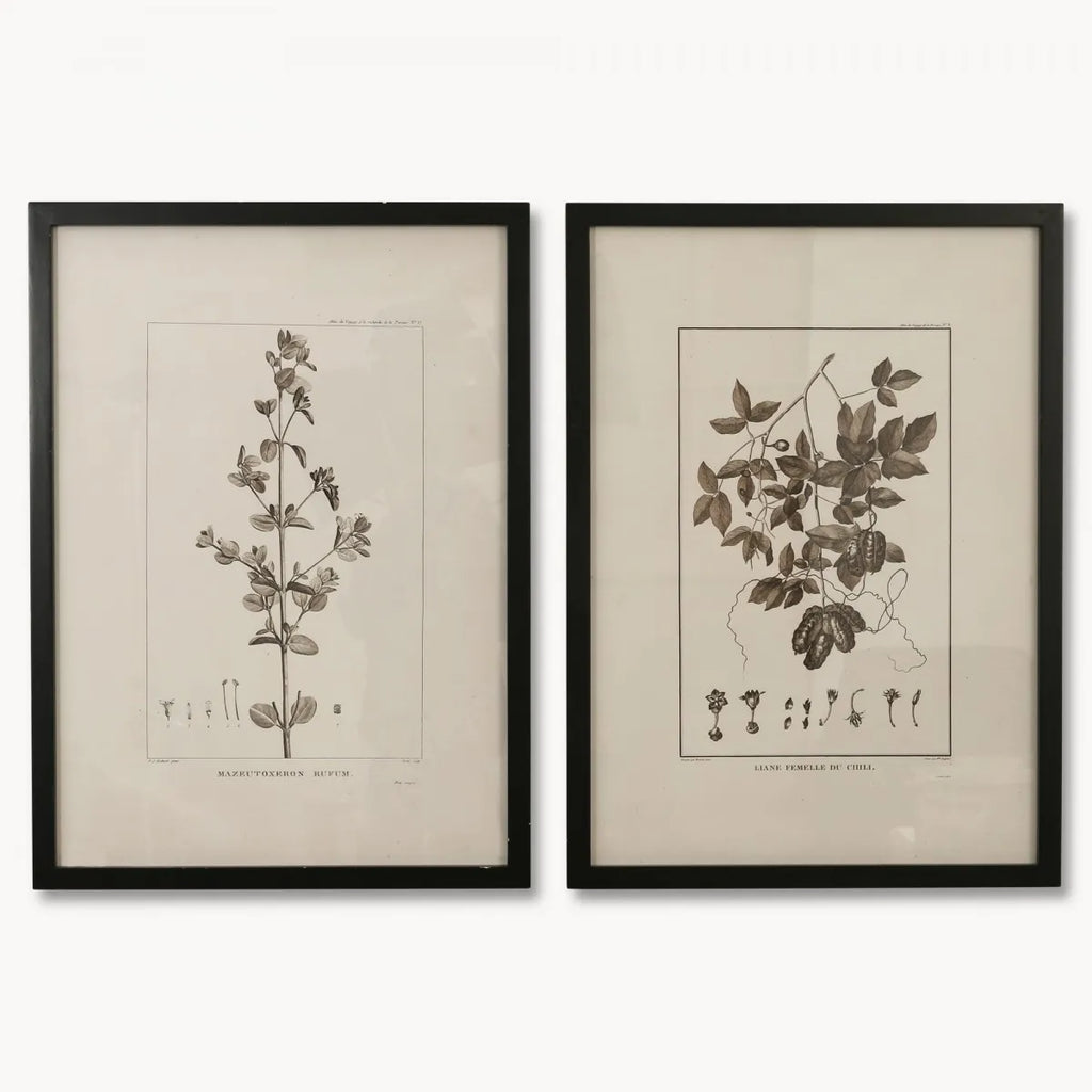 Ashmore Set of Two Rufum and Chilli Framed Prints 73.5cm
