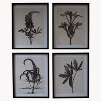 Set of Four Framed Floral Monochrome Prints 50cm | Annie Mo's