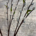 Faux Pussy Willow Stem with Leaves 85cm | Annie Mo's B