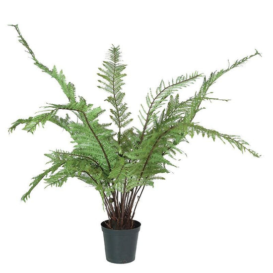 Grasses and Ferns