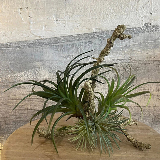 Trees, Plants, Cacti and Succulents | Annie Mo's