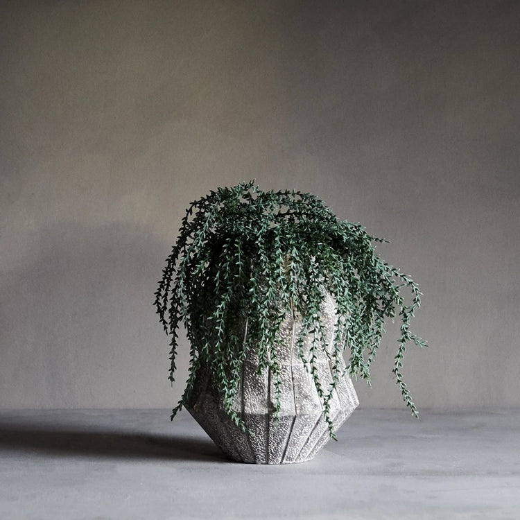 Trailing Plants | Annie Mo's