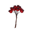 Shiny Red Rosehip Berry Sprig