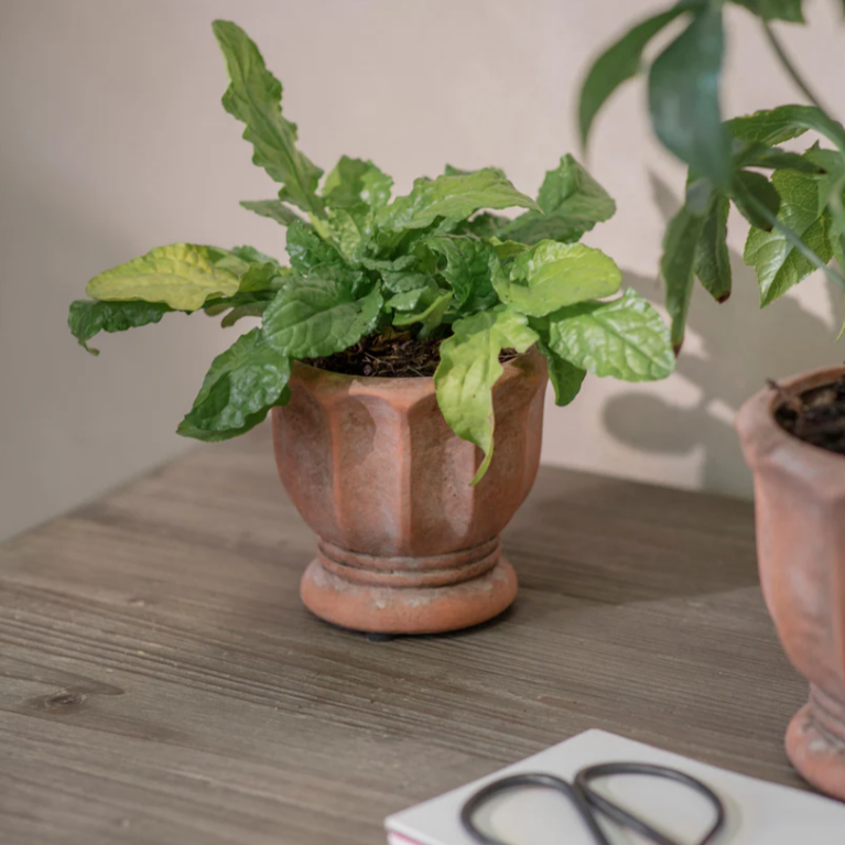 Albourne Planter - S | Annie Mo's