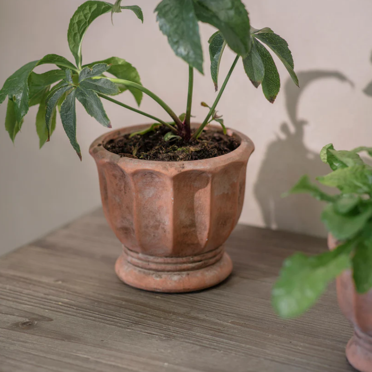 Albourne Planter - L | Annie Mo's