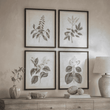 Ashmore Set of Four Botanical Framed Prints 60cm | Annie Mo's