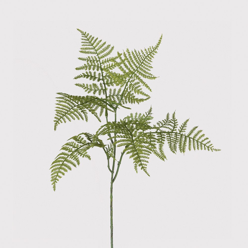 Asparagus Stem 65cm | Annie Mo's