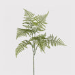 Asparagus Stem 65cm | Annie Mo's