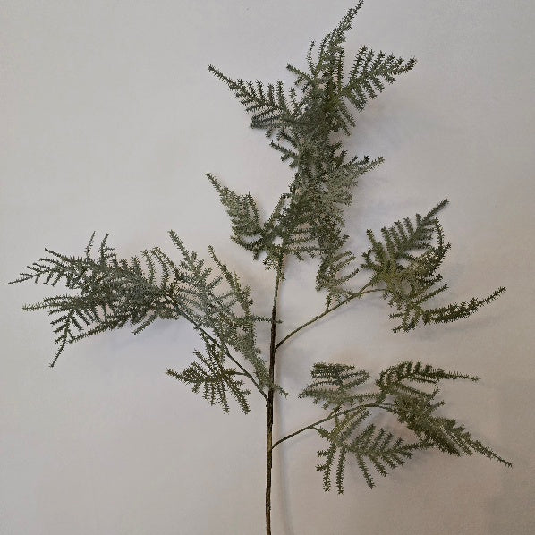 Asparagus Fern Spray 2