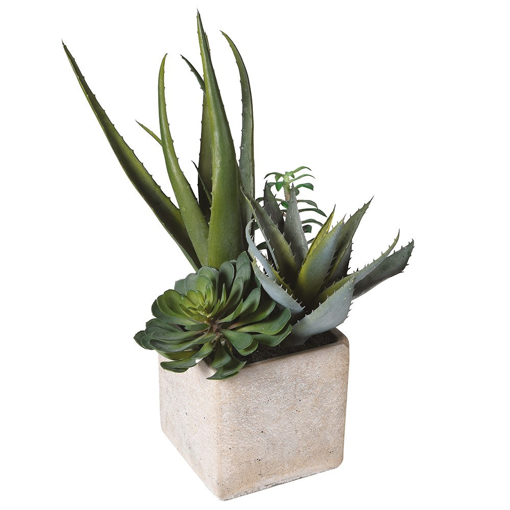 Assorted Cactus in Grey Pot-B