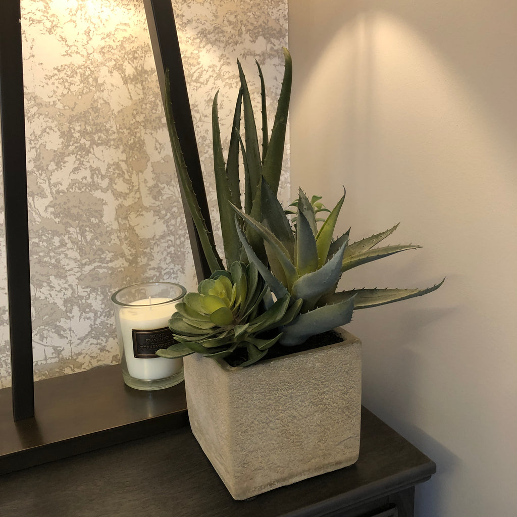 Assorted Cactus in Grey Pot 34cm B