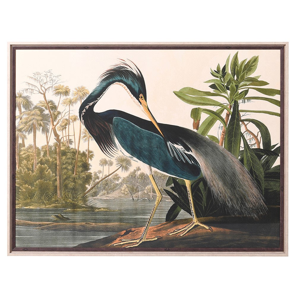 Preening Heron Framed Picture